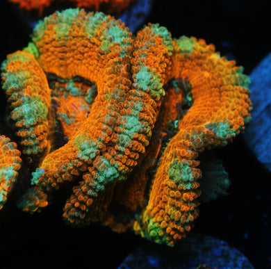 SCREWDRIVER ORANGE ACAN