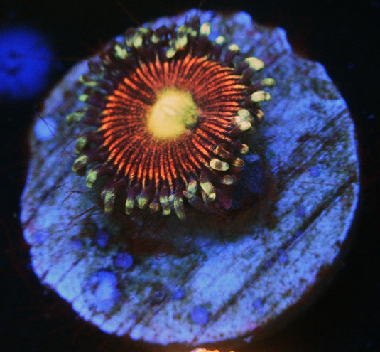 CAT EYE ZOA