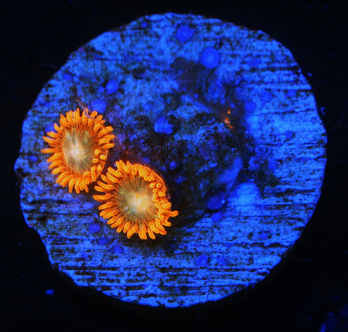 ASD SPITFIRE ZOA