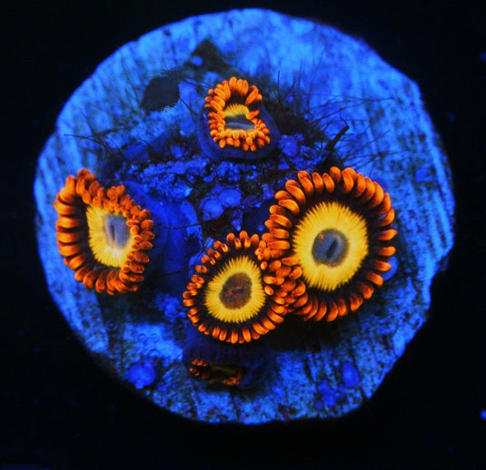 BLONDIES ZOA