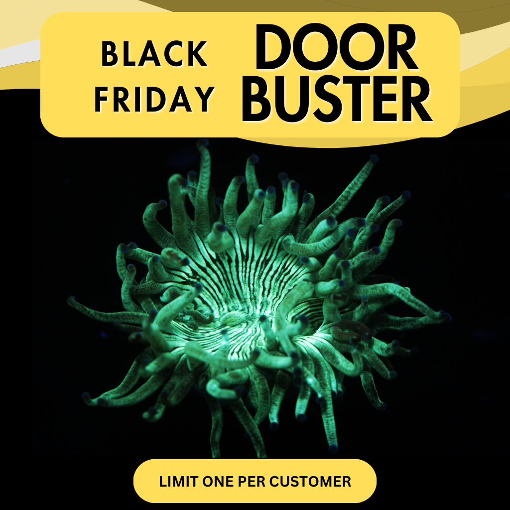 3"+ BLUE TIP ELEGANCE - DOOR BUSTER