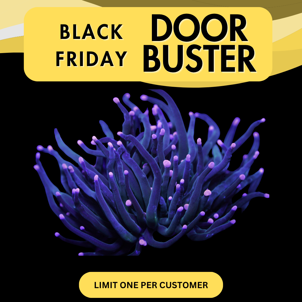 FAIRY GODMOTHER TORCH - DOOR BUSTER