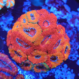 GB Jawbreaker Acan