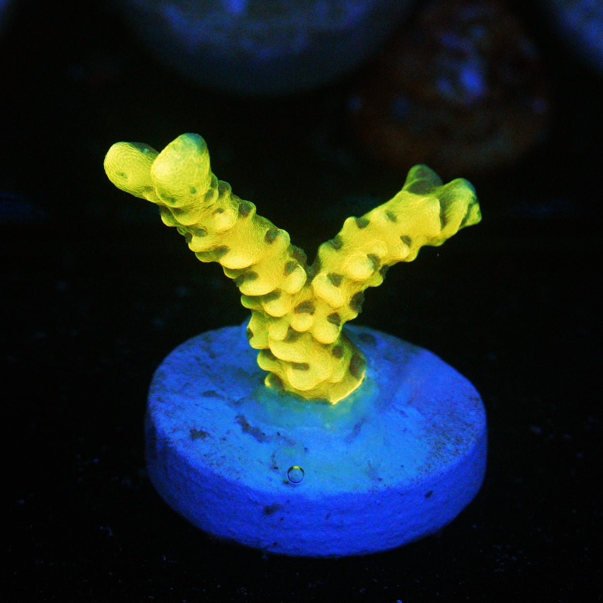 GOLDENROD ANACROPORA - SUPER SALE