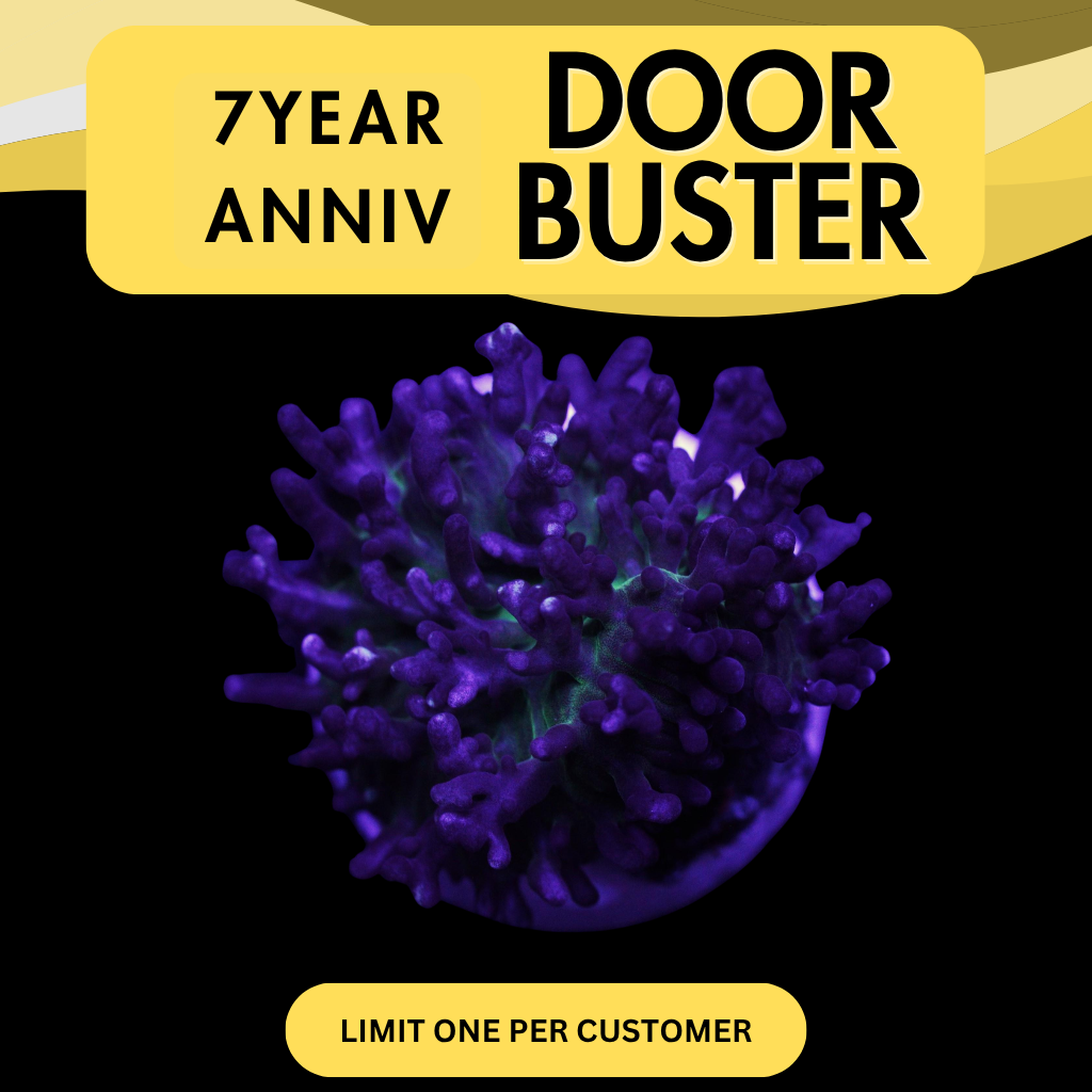 WHITE TIP HAIRY MUSHROOM - DOOR BUSTER