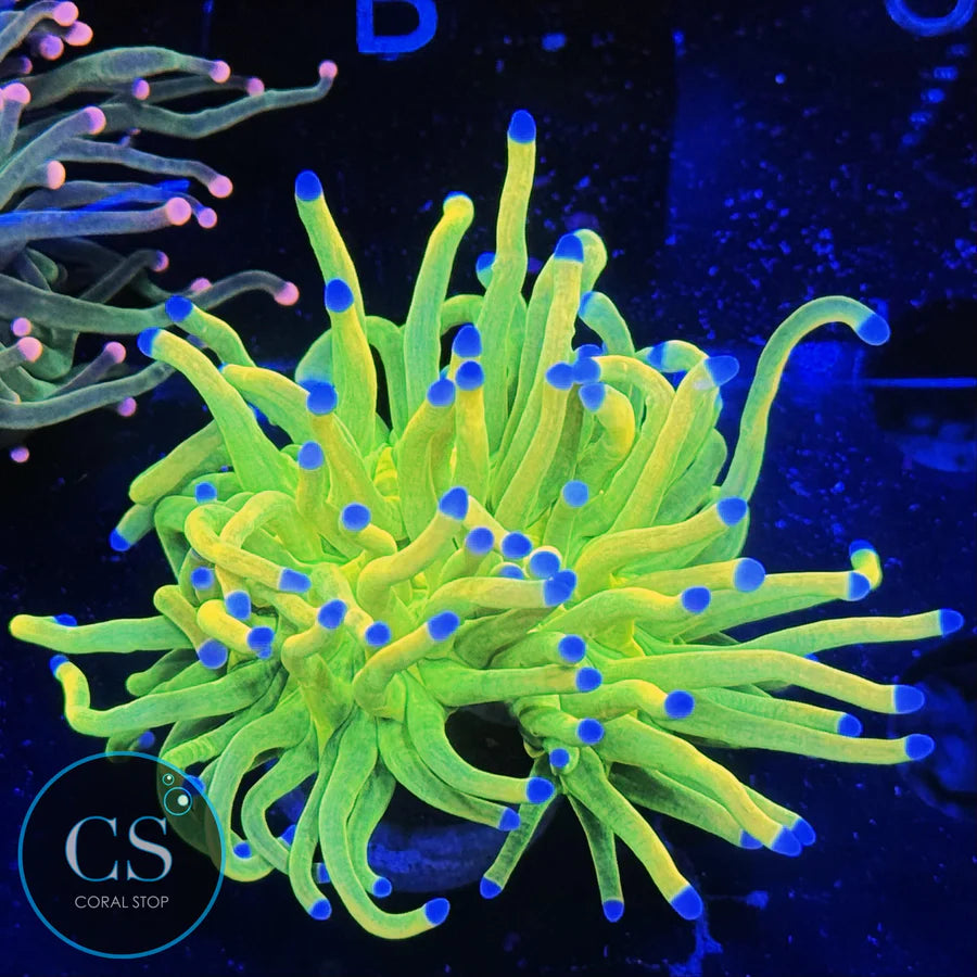 HOLY GRAIL TORCH - SUPER SALE