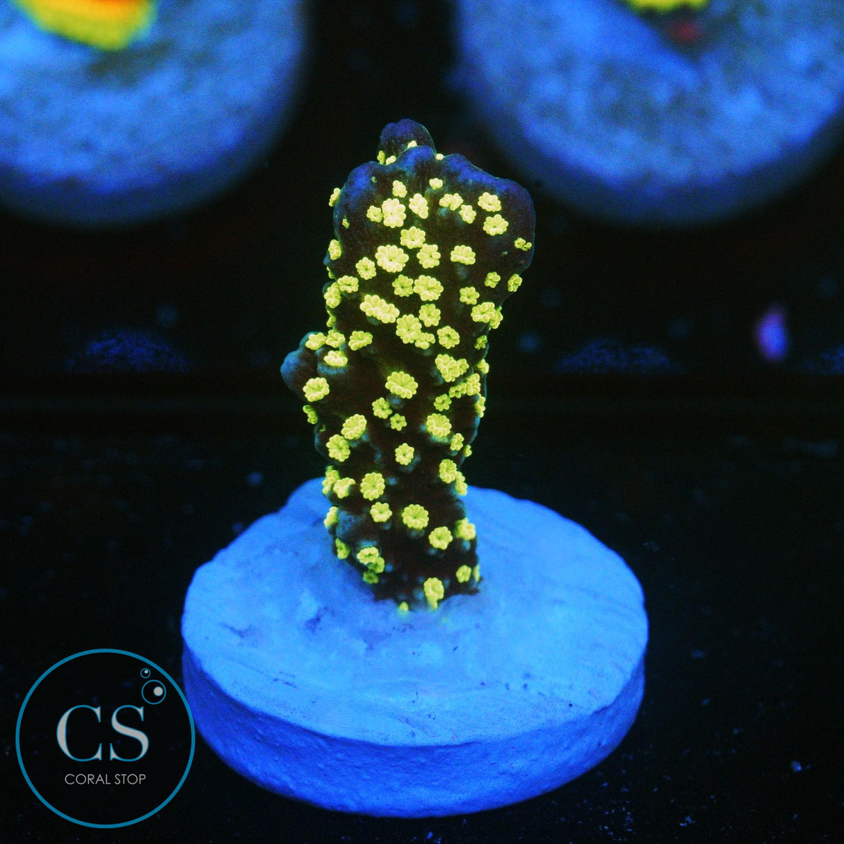 JF TUBS STELLATA - SUPER SALE