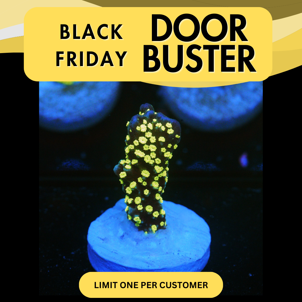 JF TUBS STELLATA - DOOR BUSTER