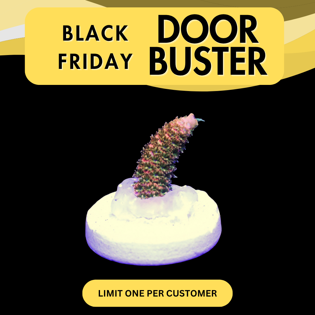 1/2+ JF SOLAR FLARE MILLI - DOOR BUSTER