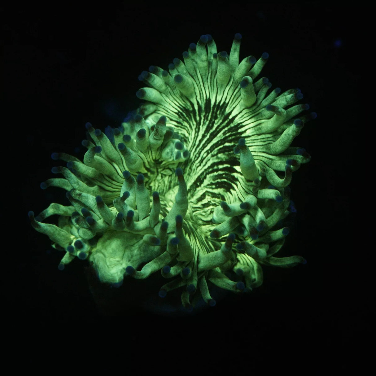 3" ELEGANCE CORAL - SUPER SALE