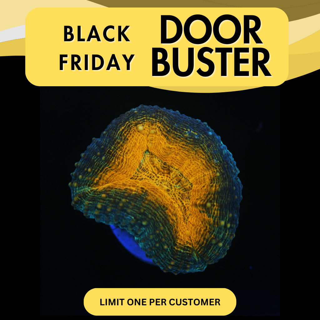 INFINITY GAUNTLET LOBO - DOOR BUSTER