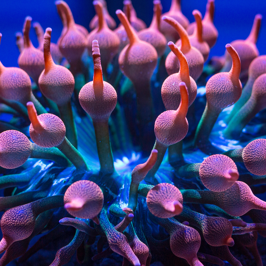 Anemones