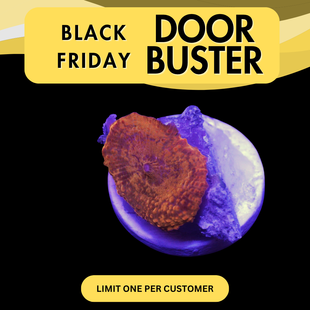 POLETTI JAWBREAKER MUSHROOM - DOOR BUSTER