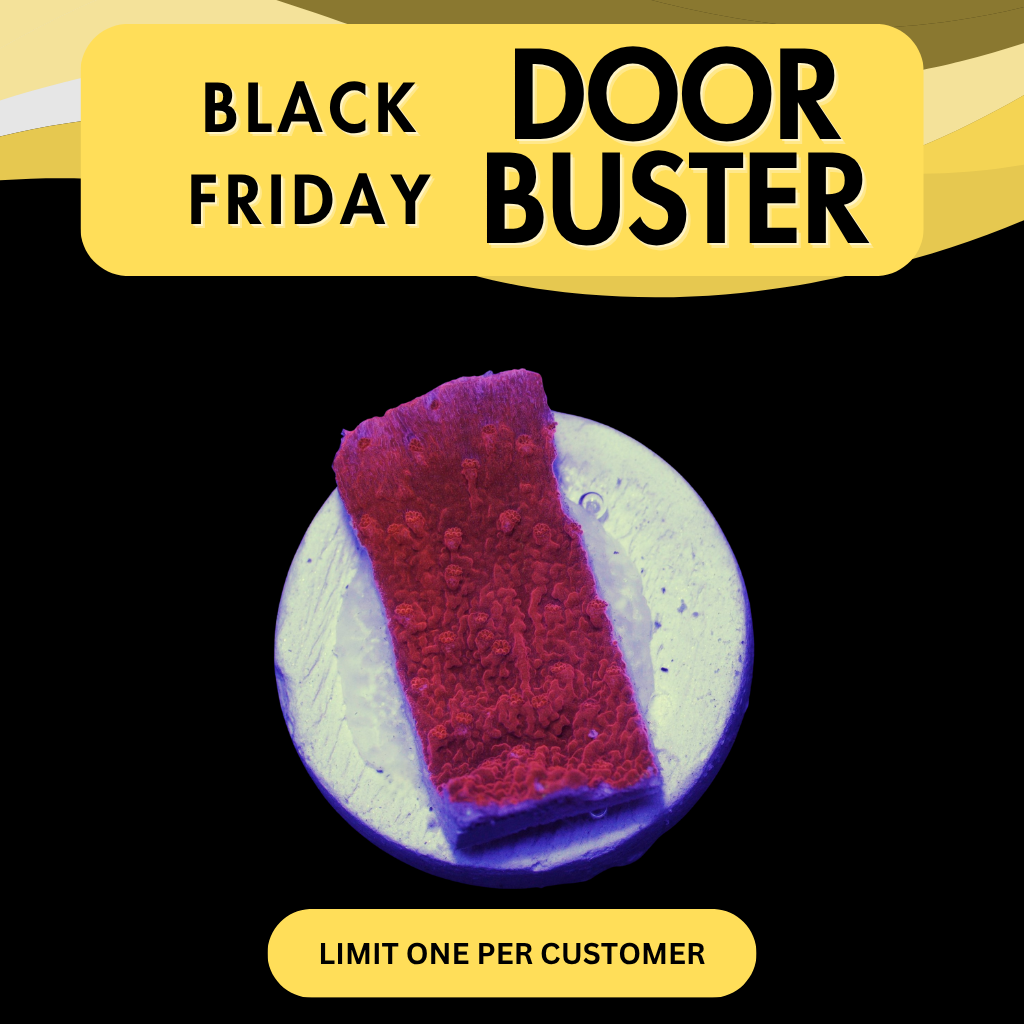 RED MONTI CAP - DOOR BUSTER