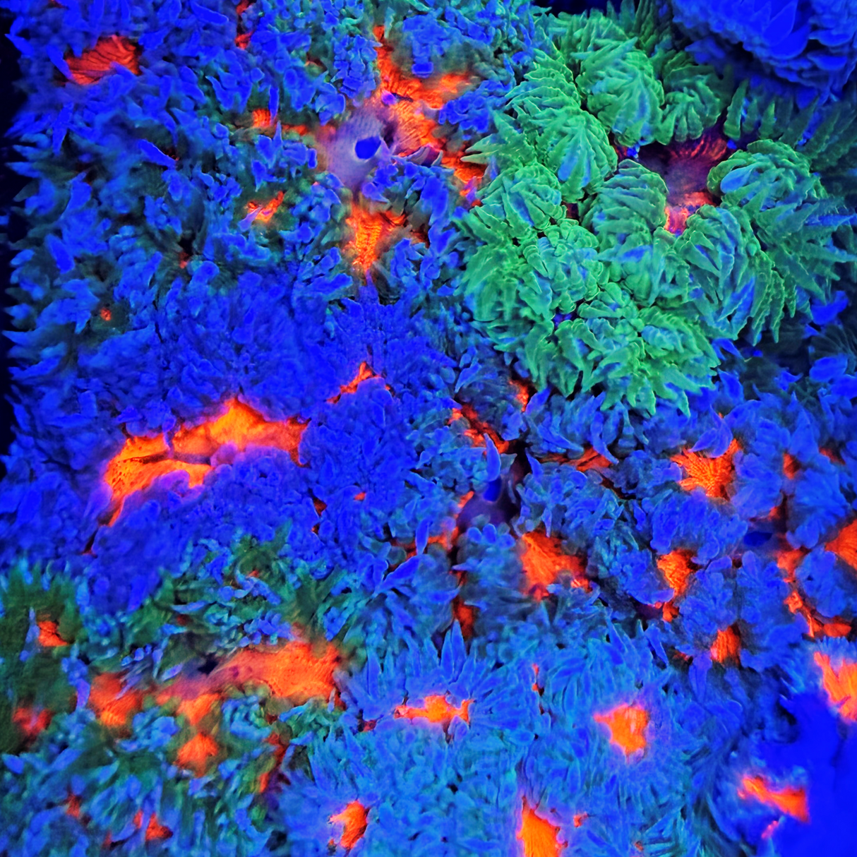 ULTRA RED BELIZE ROCK FLOWER ANEMONE - SUPER SALE