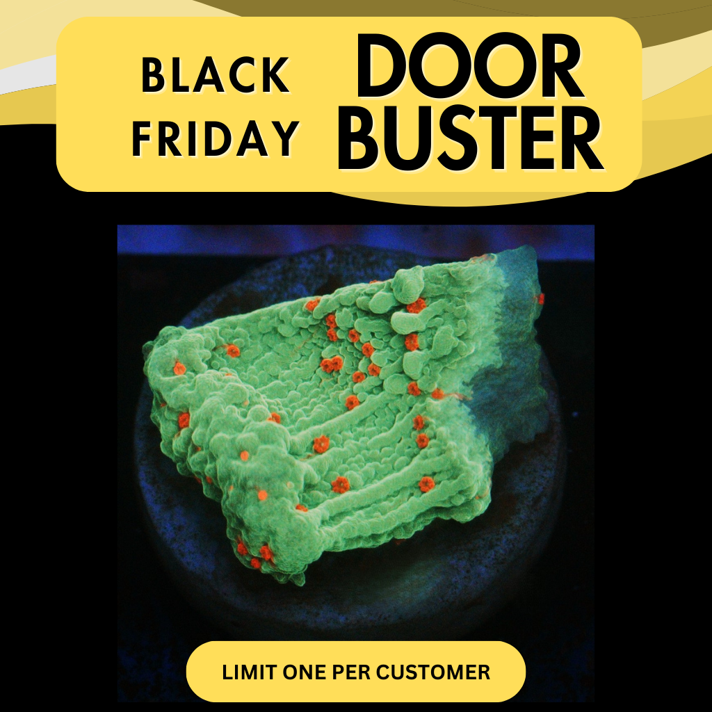 SEASONS GREETINGS MONTI - DOOR BUSTER