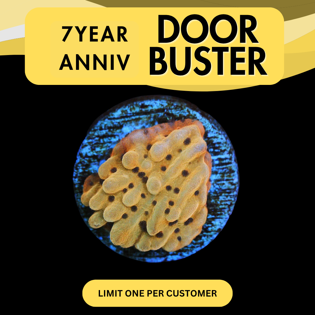 CRAZY T MONTI - DOOR BUSTER