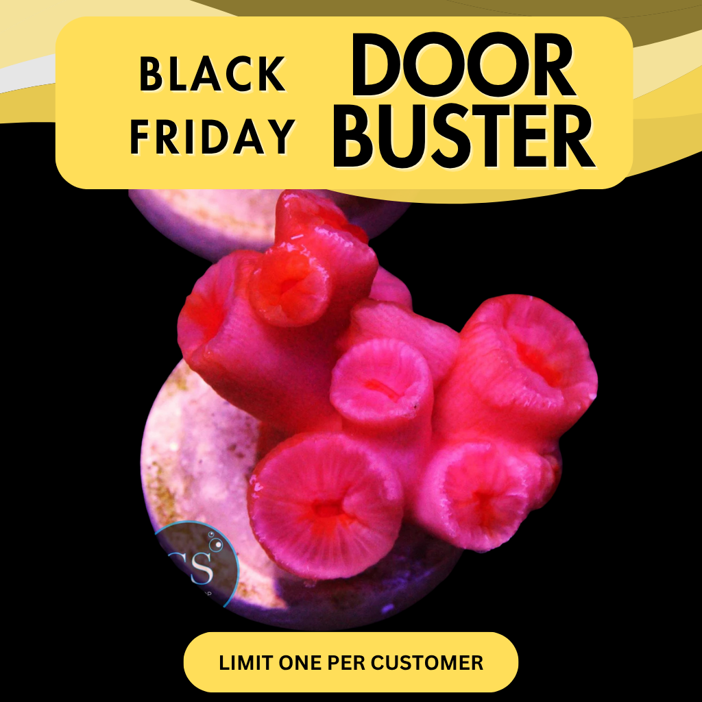 ORANGE SUN CORAL - DOOR BUSTER