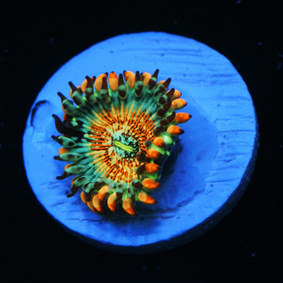 CB White Zombie Zoa