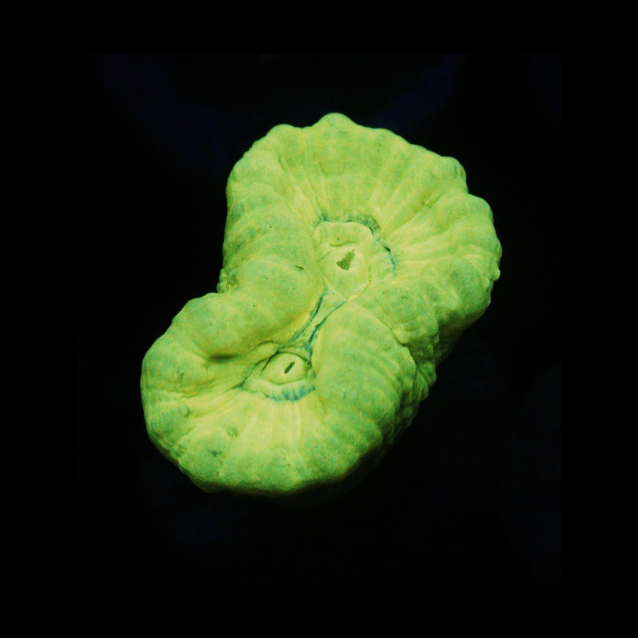 KRYPTONITE CANDY CANE - SUPER SALE