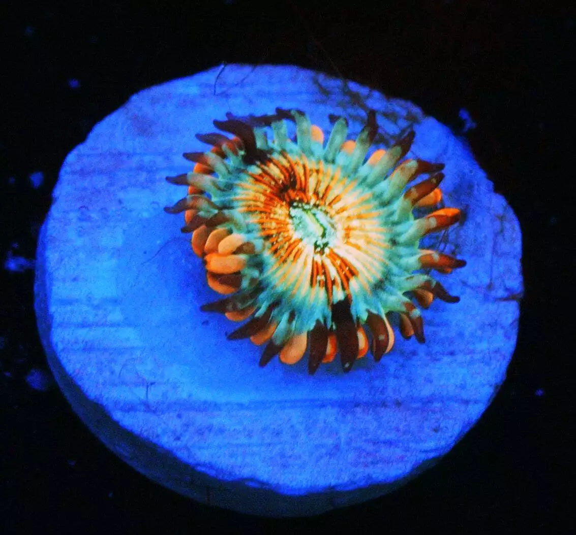 CB WHITE ZOMBIES ZOA - SUPER SALE