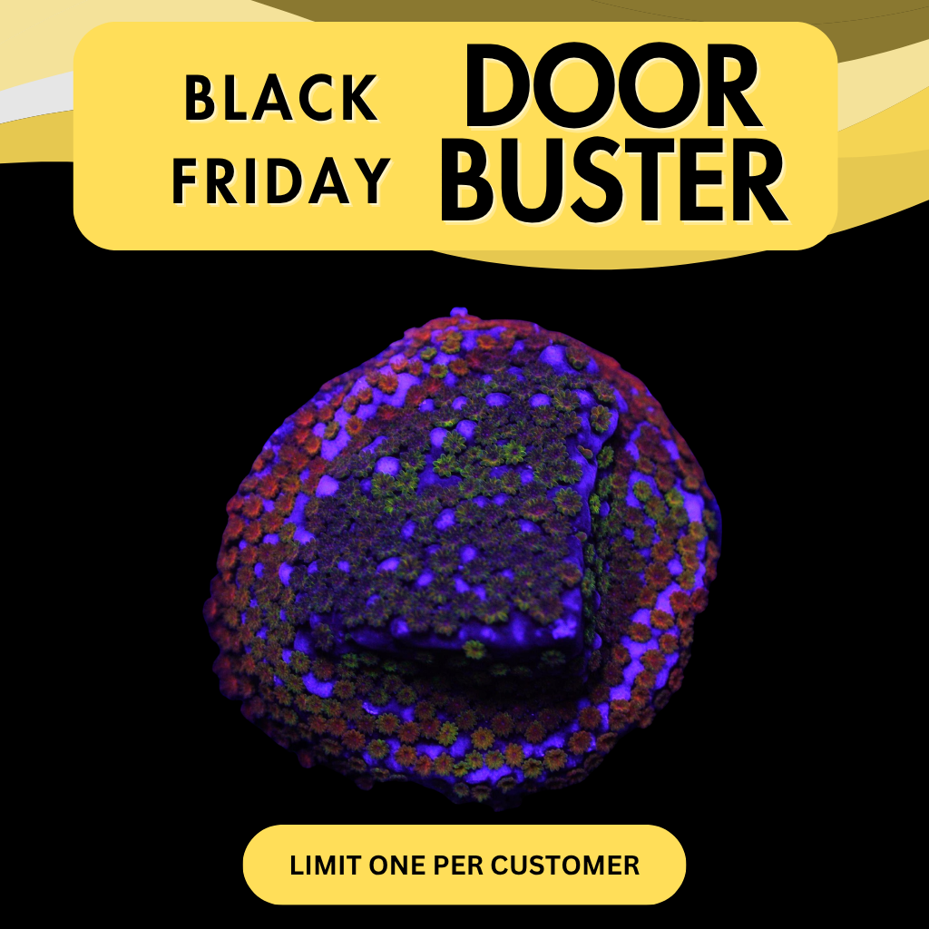 WWC RAINBOW MONTI - DOOR BUSTER