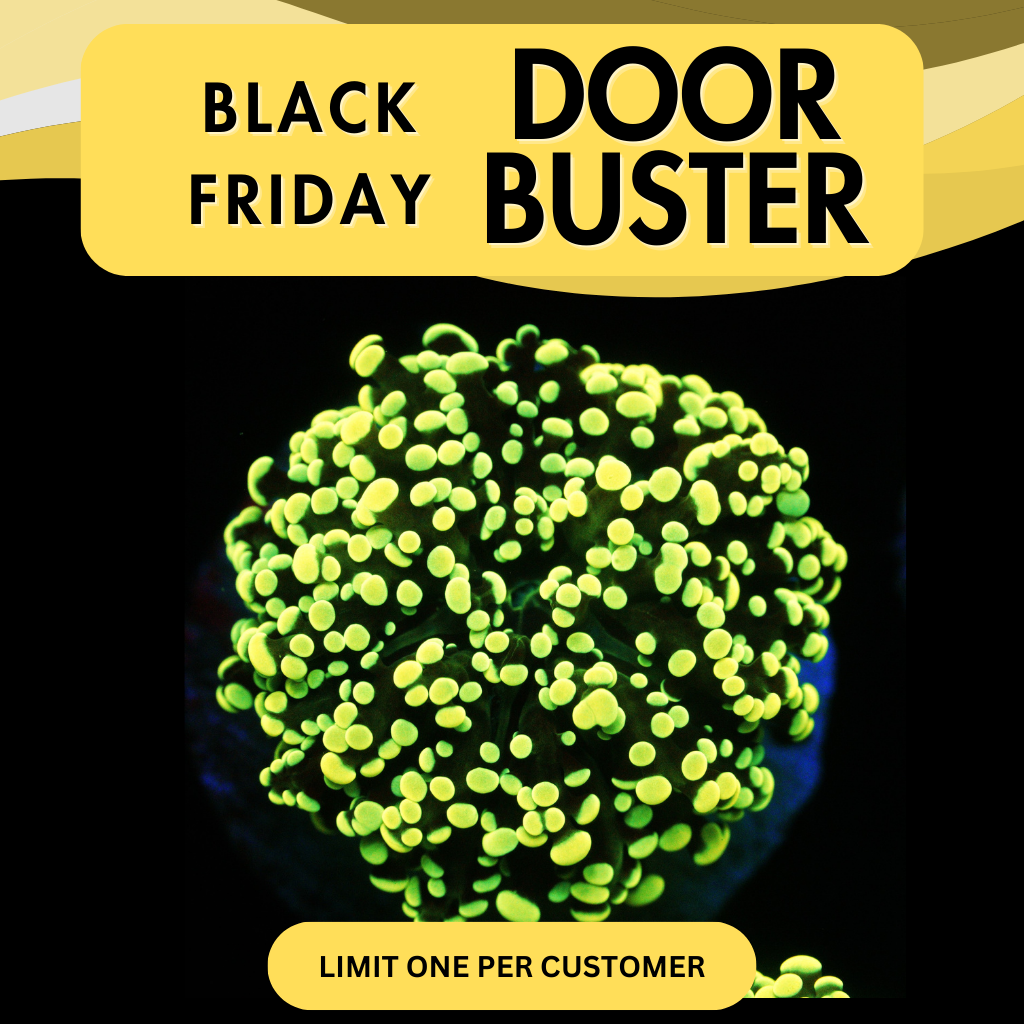 YELLOWISH YAEYAMAENSIS - DOOR BUSTER