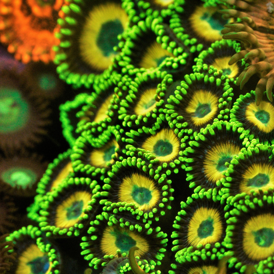 Zoanthids