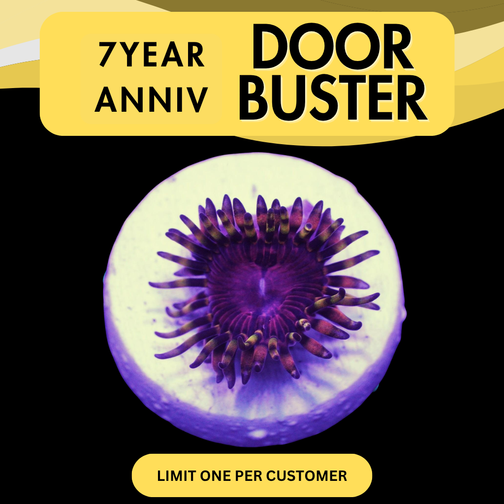 SBB APHRODITE ZOA - DOOR BUSTER