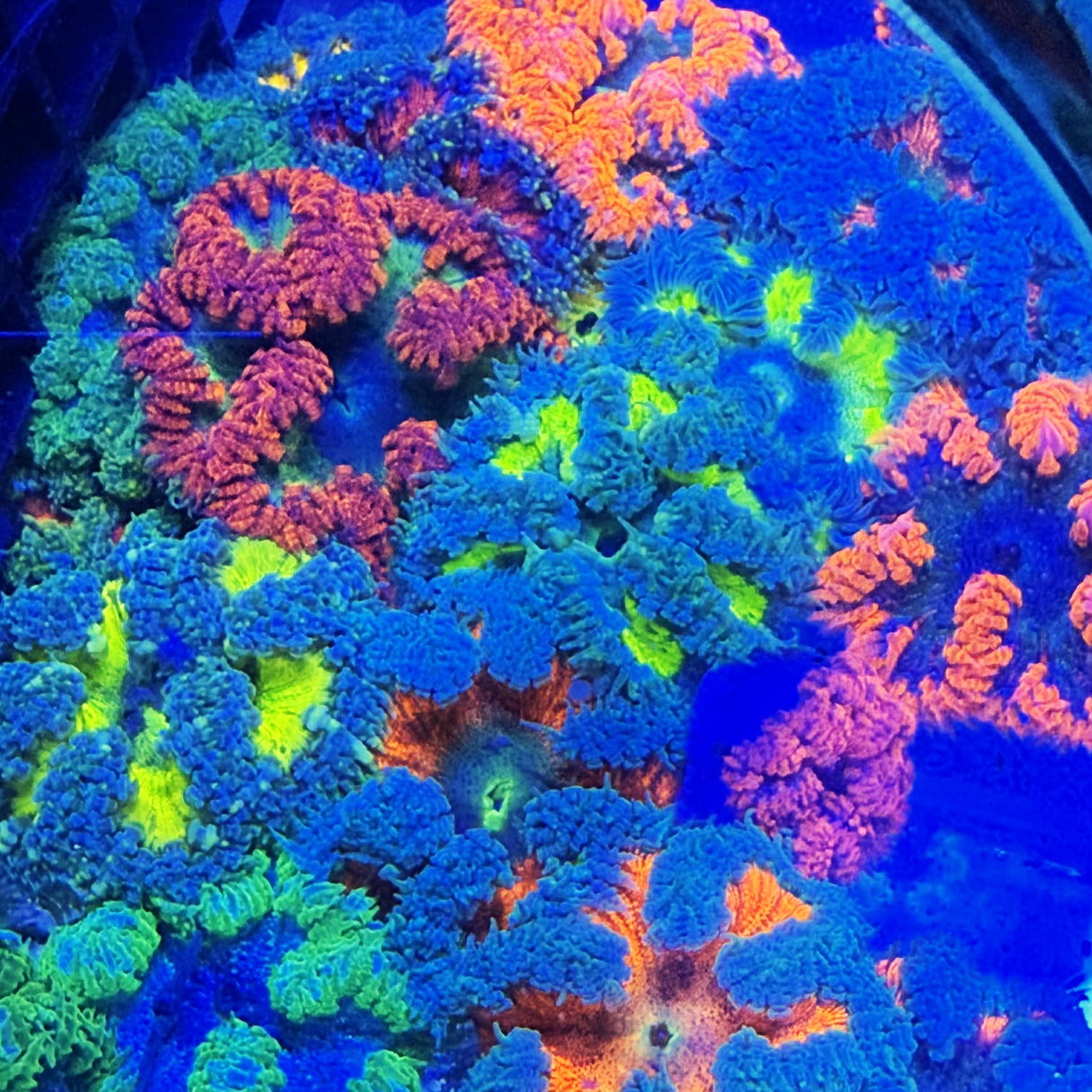 ULTRA ROCK FLOWER ANEMONE - RED BODY OR SKIRT - SUPER SALE