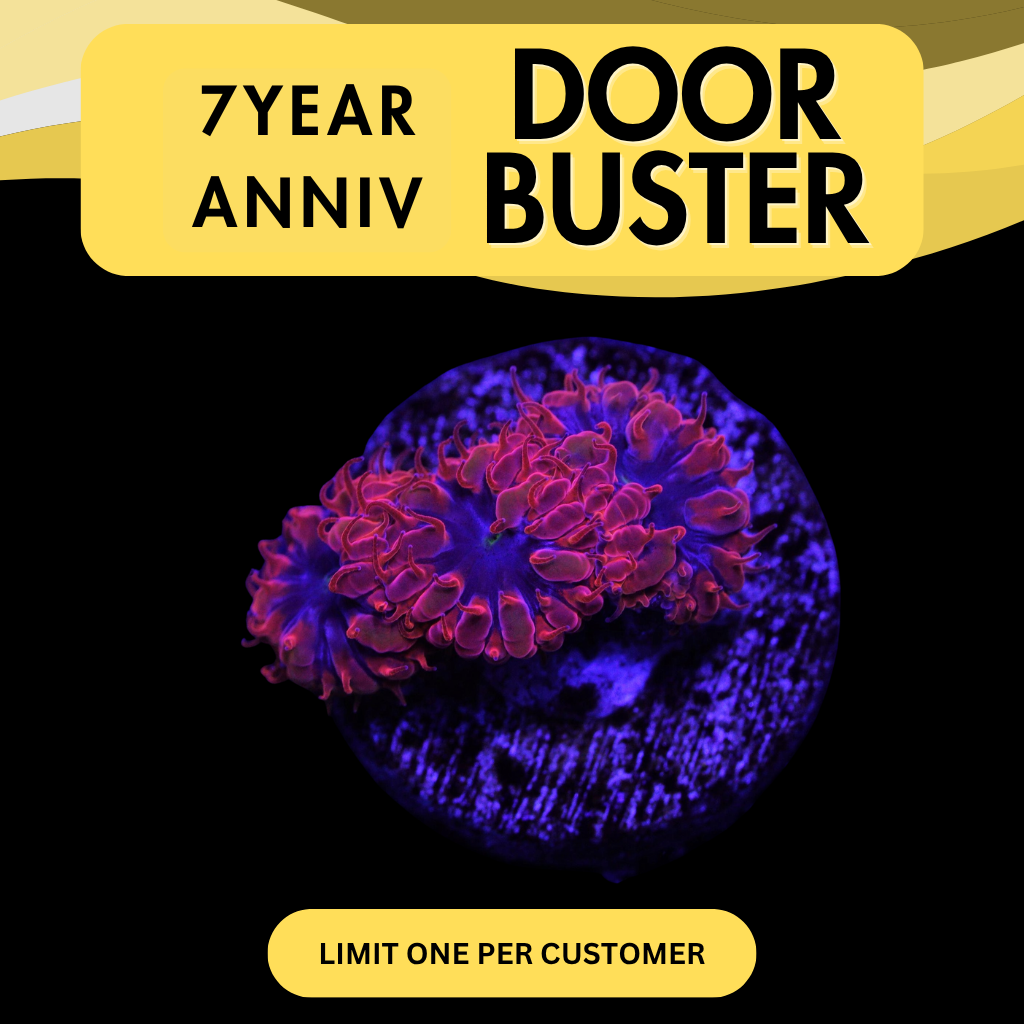BLUE RAVEN MERLETTI - DOOR BUSTER