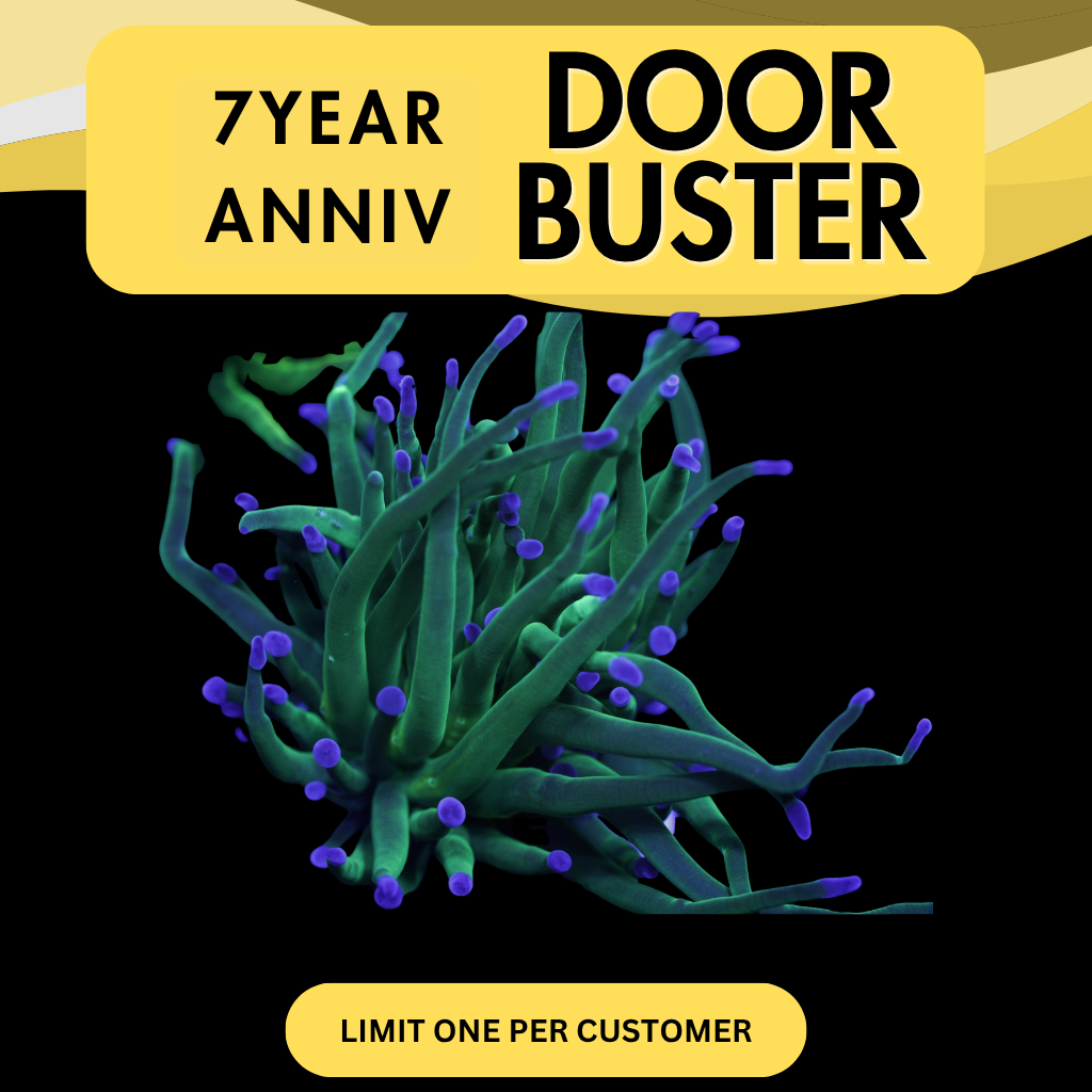 BLUES CLUES TORCH - DOOR BUSTER