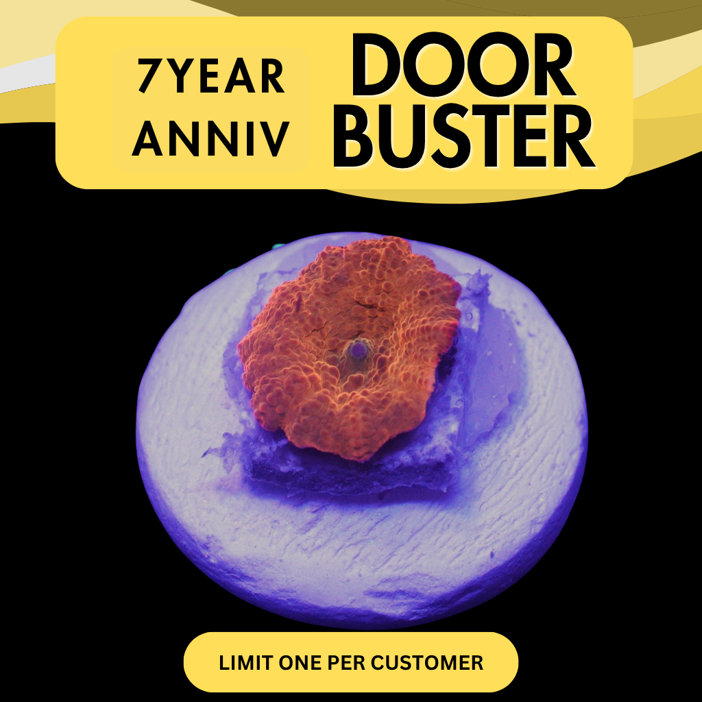 CANDY CRUSH JAWBREAKER MUSHROOM - DOOR BUSTER