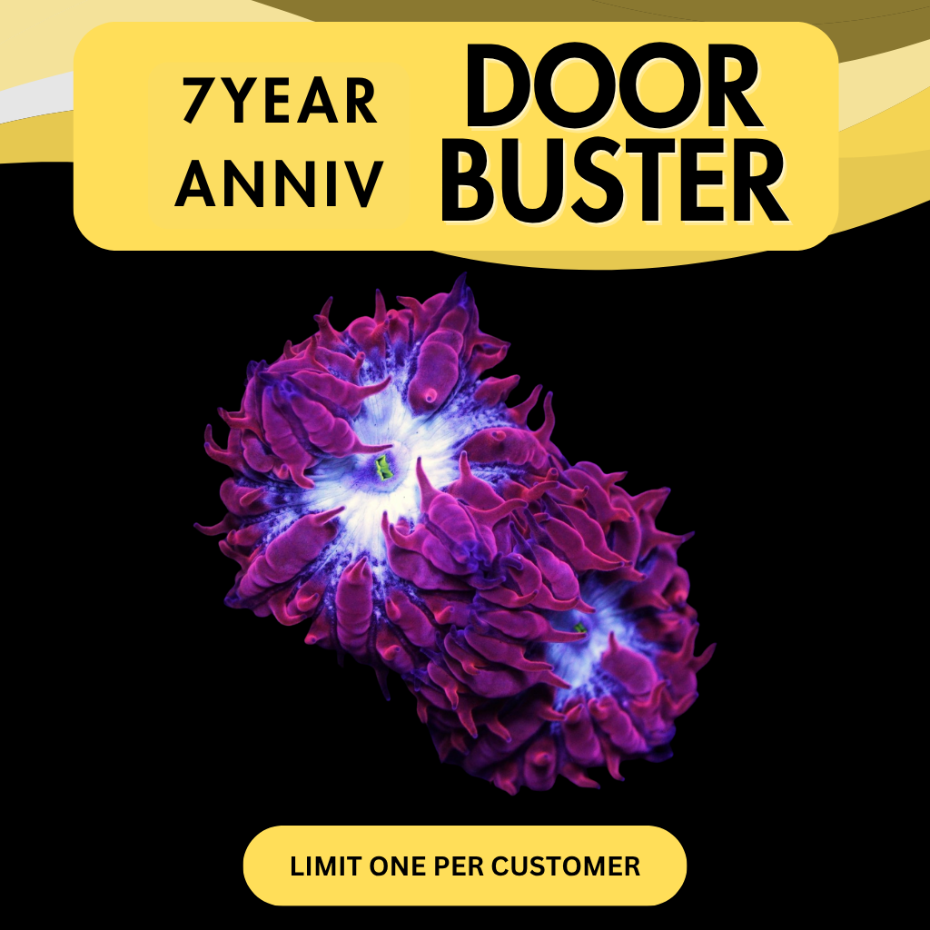 CC FIRE AND ICE BLASTO MERLETTI - DOOR BUSTER