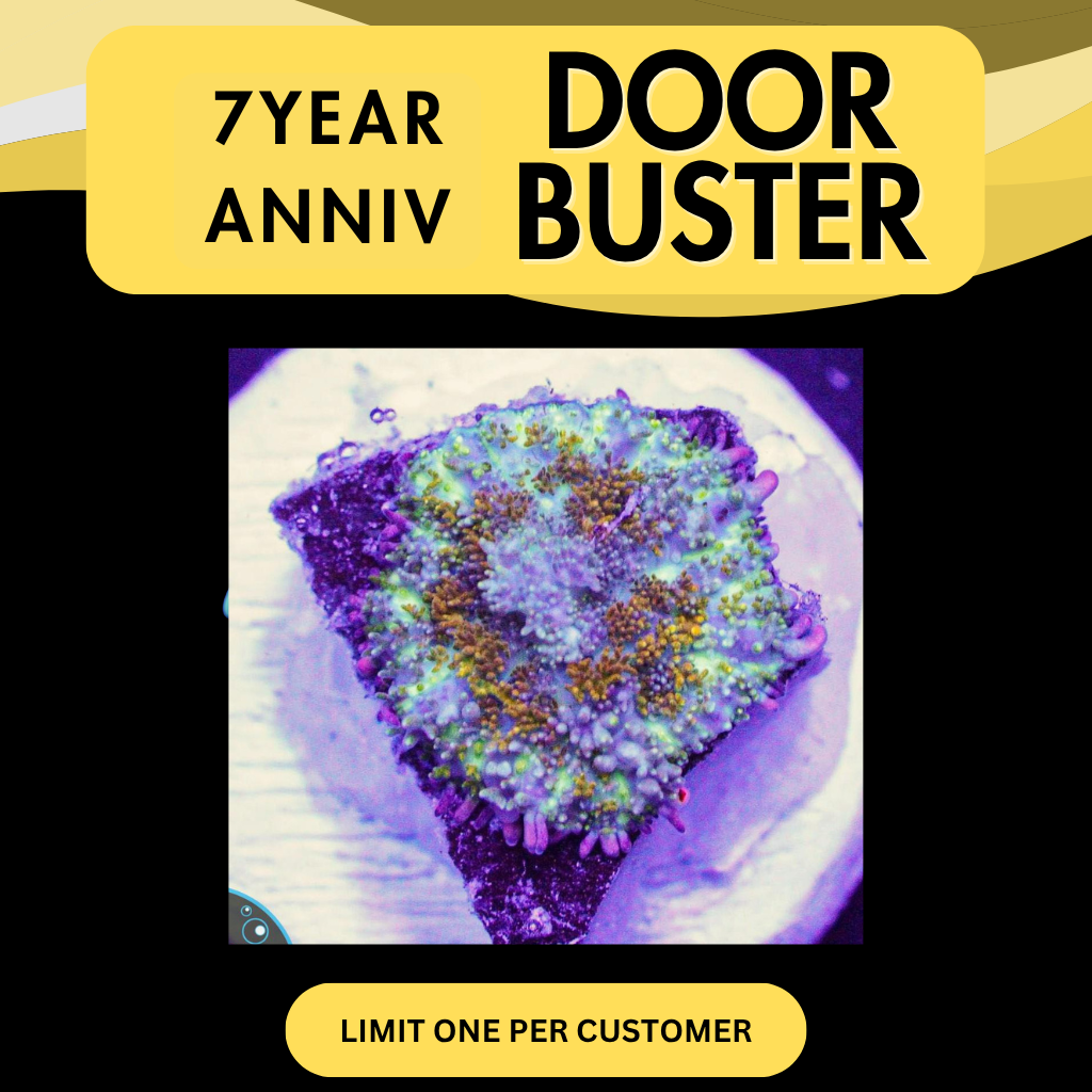 GONZO GOLD DRAGON BOUNCE - DOOR BUSTER