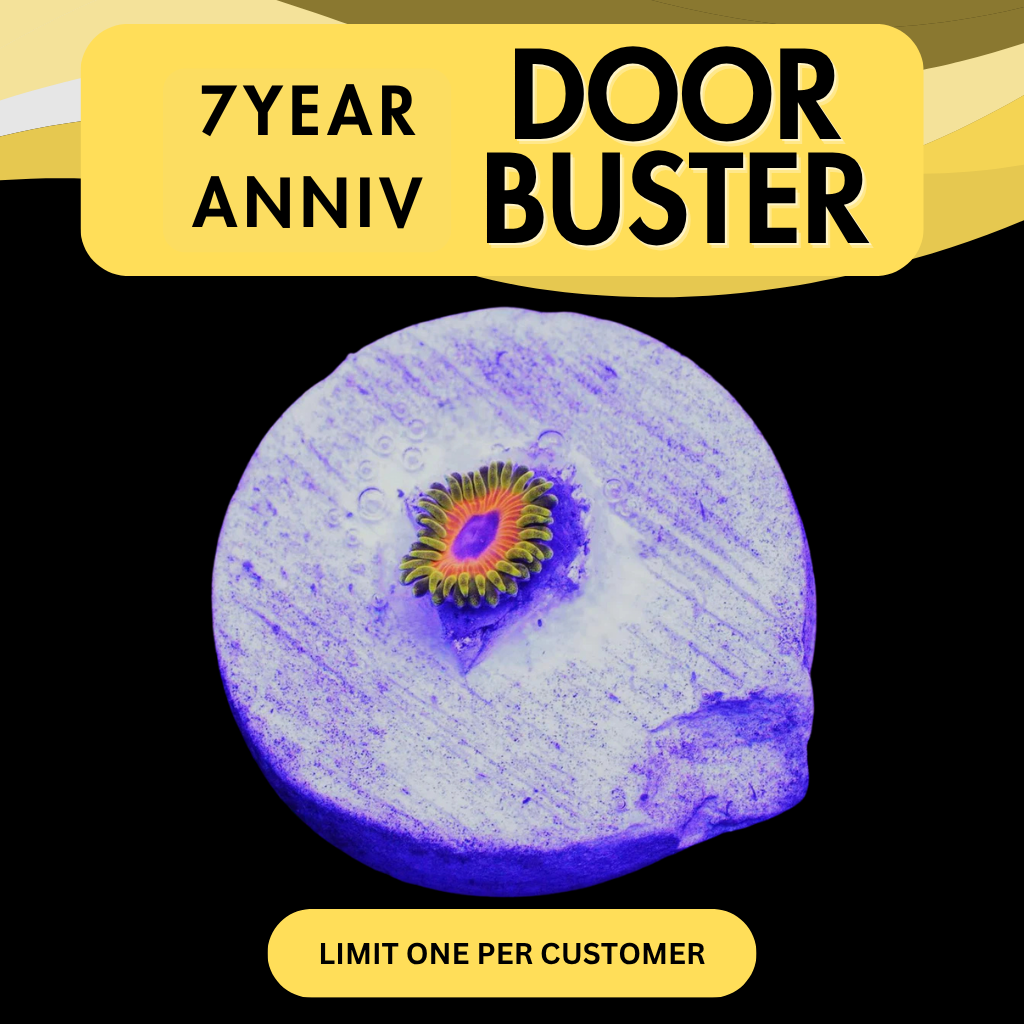 GREAT OWL ZOA - DOOR BUSTER
