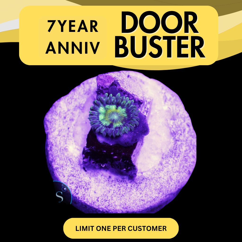 SPECTRAL HORNET ZOA - DOOR BUSTER