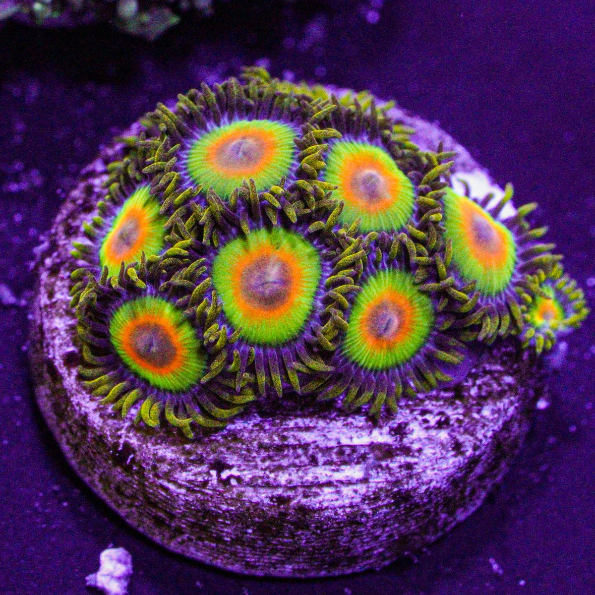 4-6P Rasta Zoa - Super Sale