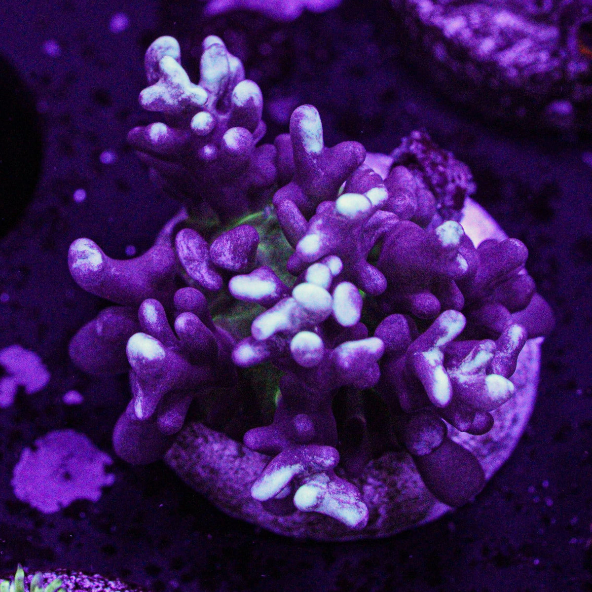 White Tip Hairy Mushroom - Super Sale