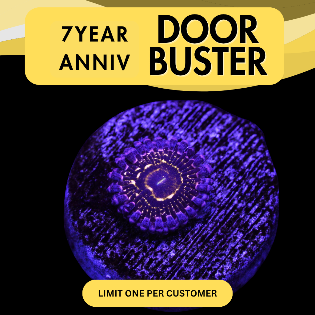 STRATOSPHERE ZOA - DOOR BUSTER