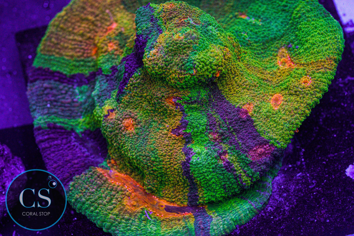 BSA Master Meltdown Chalice
