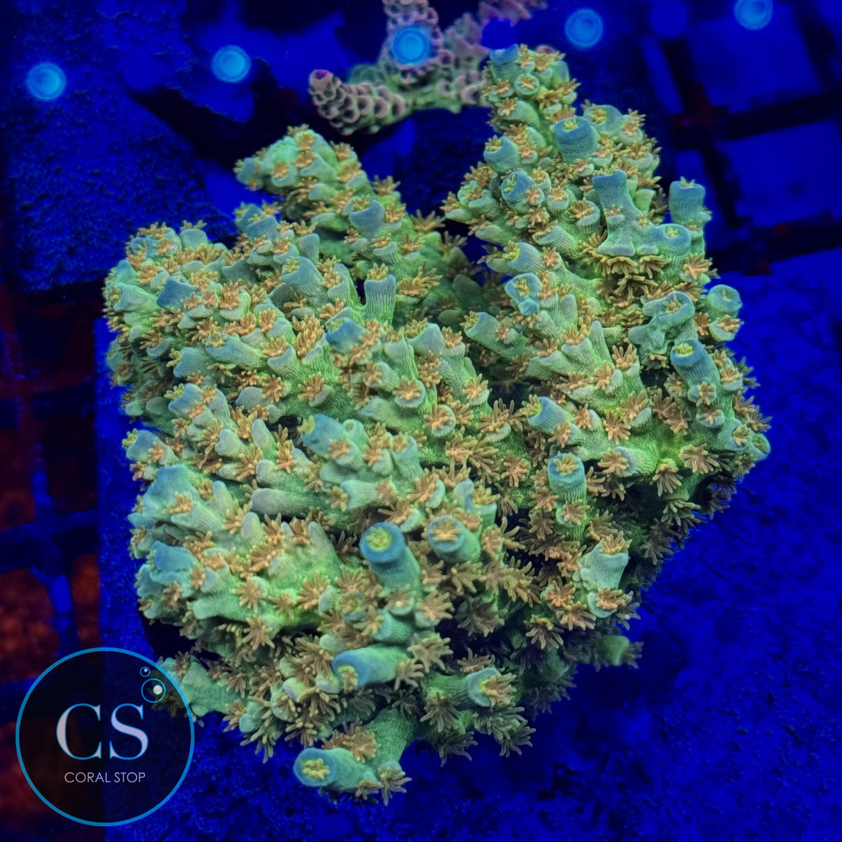 SC Orange Passion Acro