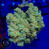 SC Orange Passion Acro