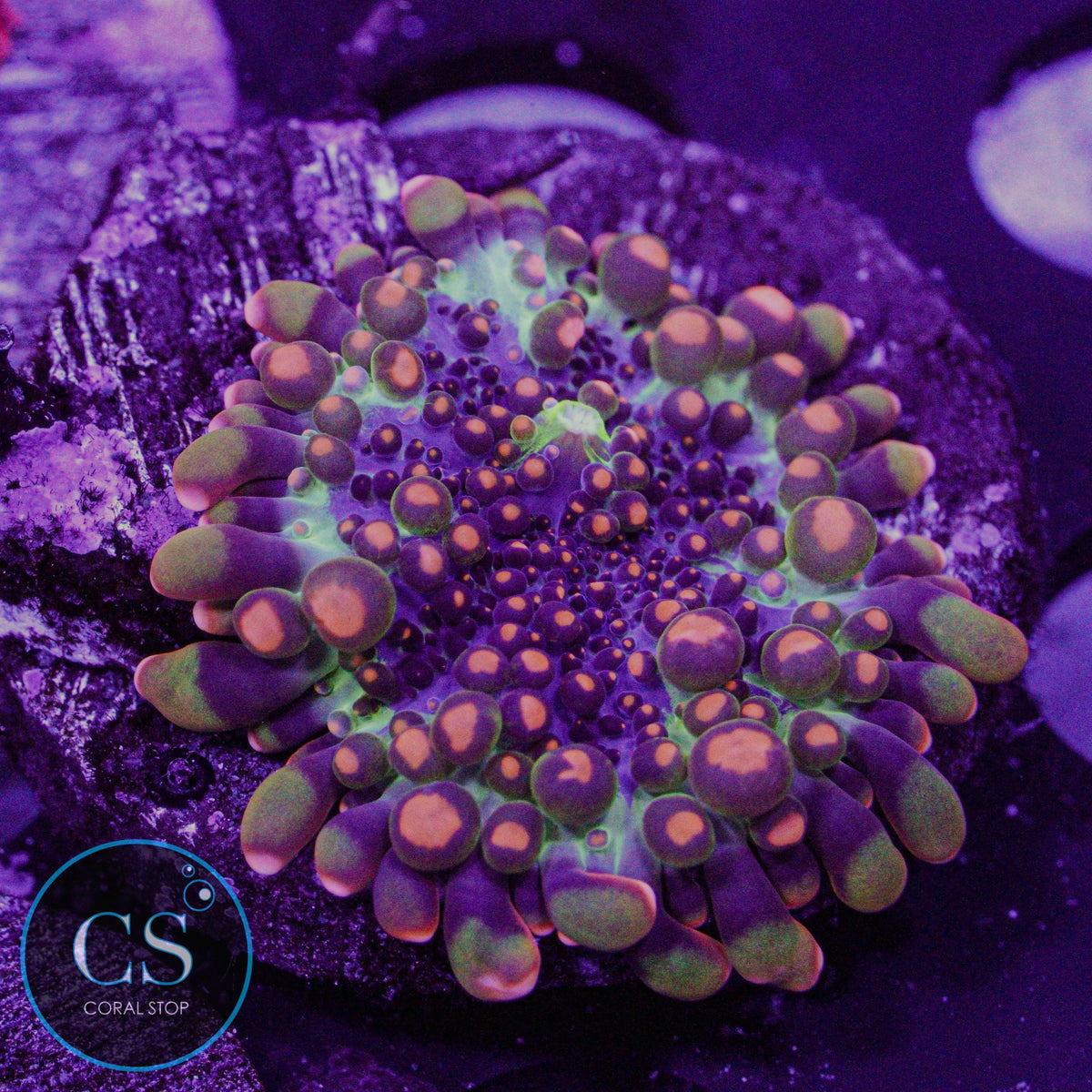Godzilla Bounce Mushroom