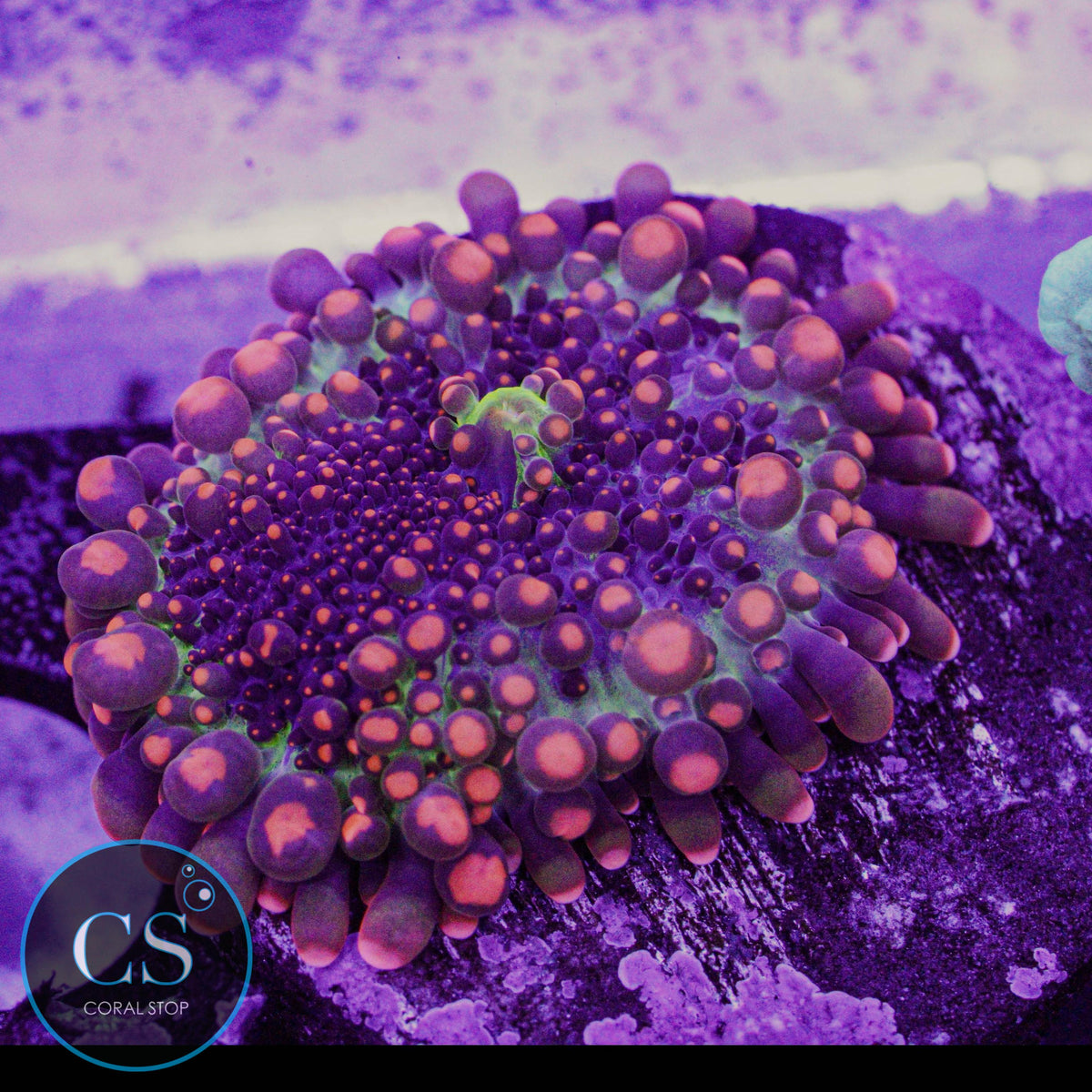 Godzilla Bounce Mushroom